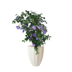 Bushclock Vine
